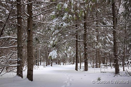 Snow-Covered Trail_11522.jpg